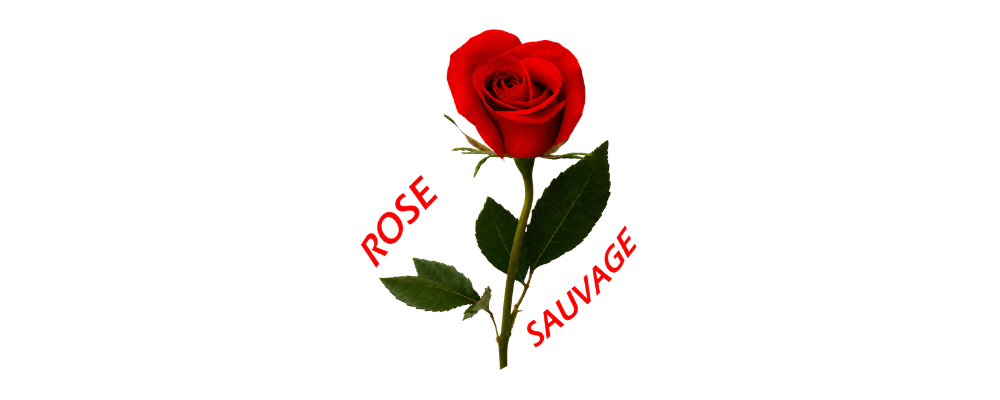 Rose Sauvage